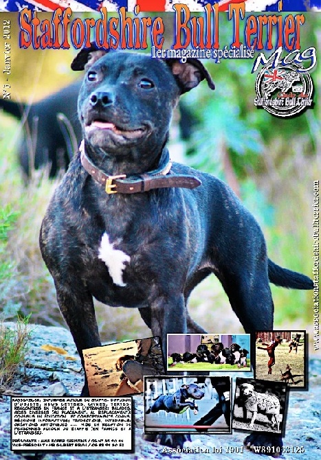 of Celtic Oak - Sortie du Magazine Spécialisé Staffordshire Bull Terrier JANVIER 2012