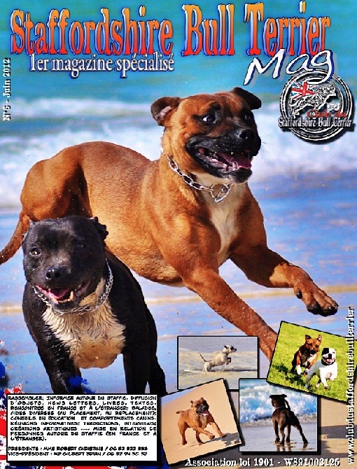 of Celtic Oak - Sortie 1er Magazine spécialisé Staffordhsire Bull Terrier - N°6 